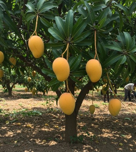 image_fx - 2025-04-15T052444.126 (1)