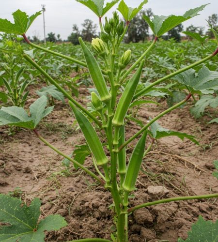 image_fx - 2025-04-15T052833.752 (1)