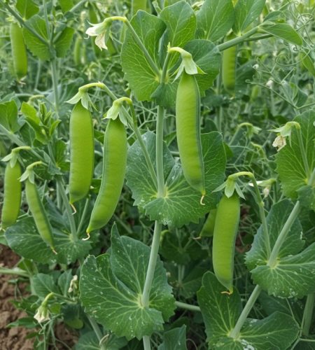 image_fx - 2025-04-15T052935.155 (1)